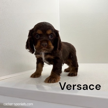 puppy, for, sale, Cocker Spaniel, Joe & Cherri  Overlease, dog, breeder, Miller, MO, dog-breeder, puppy-for-sale, forsale, nearby, find, puppyfind, locator, puppylocator, aca